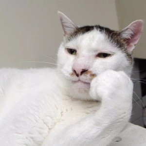 Create meme: pensive cat meme, serious cat, cat
