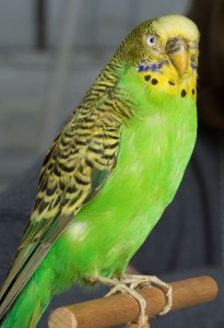 Создать мем: зелёный волнистый попугай птеньчик, лаймовый волнистый попугай, волнистый попугай зелёный