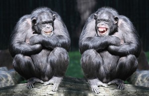 Создать мем: самец шимпанзе, макака шимпанзе горилла, шимпанзе