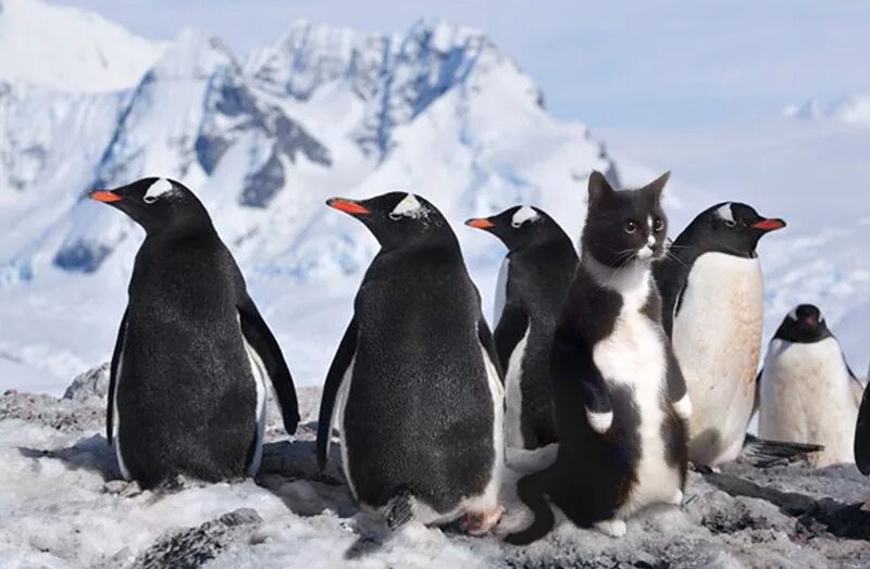 Создать мем: пингвин, антарктический пингвин, кот пингвин