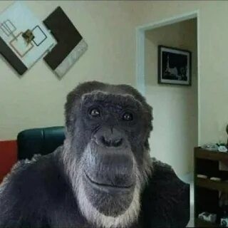 Создать мем: обезьяна улыбается мем, ладно обезьяна, горилла обезьяна