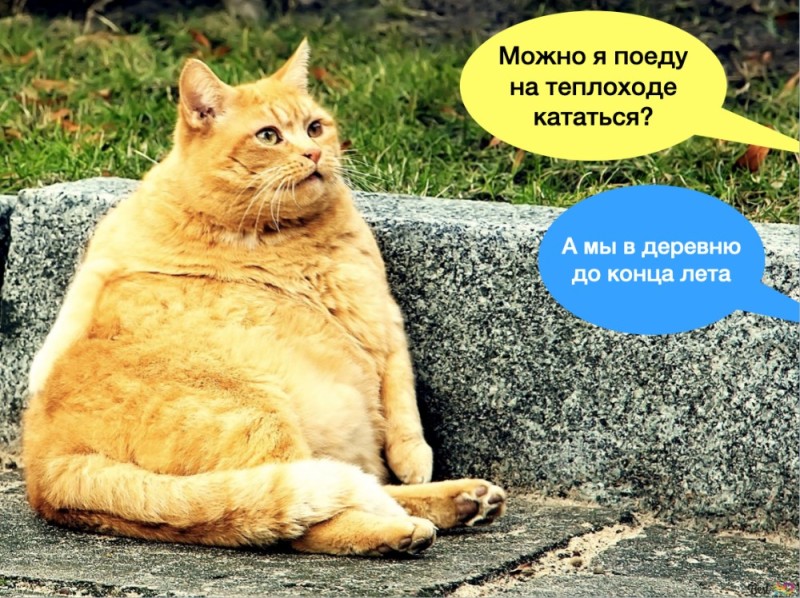Создать мем: толстый котик, серьезный толстый кот, рыжий толстый кот