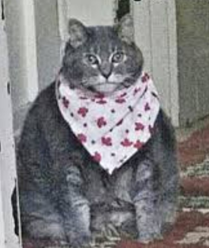 Create meme: cat , the cat in the scarf, fat cat 
