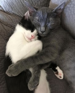 Создать мем: кошки обнимашки, котик любимый, милые котики обнимаются и целуются