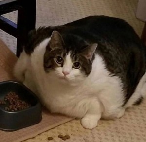 Создать мем: самый толстый кот, кот, толстый котик