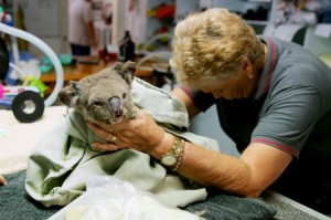 Create meme: Australia Koala 2020, rescued koalas in Australia, animals