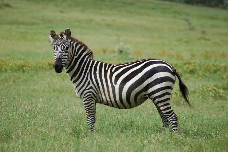 Создать мем: бурчеллова зебра, животные зебра, зебра мартин