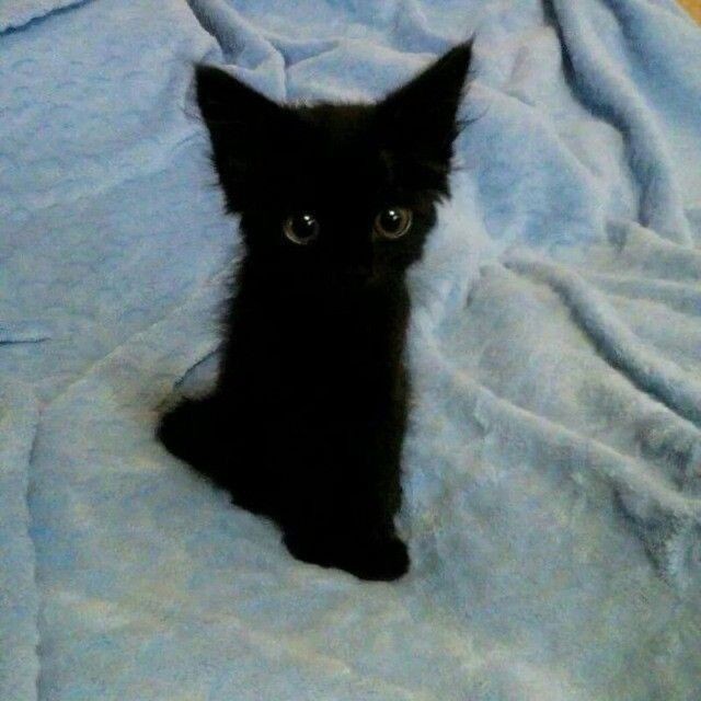 Создать мем: маленький черный котенок, милые котики черные, черный котик