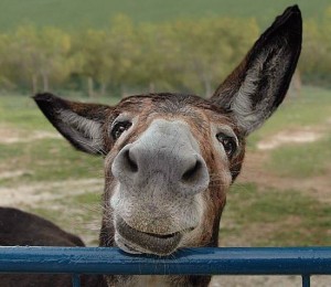 Create meme: interesting, the mule., photos of donkeys cool