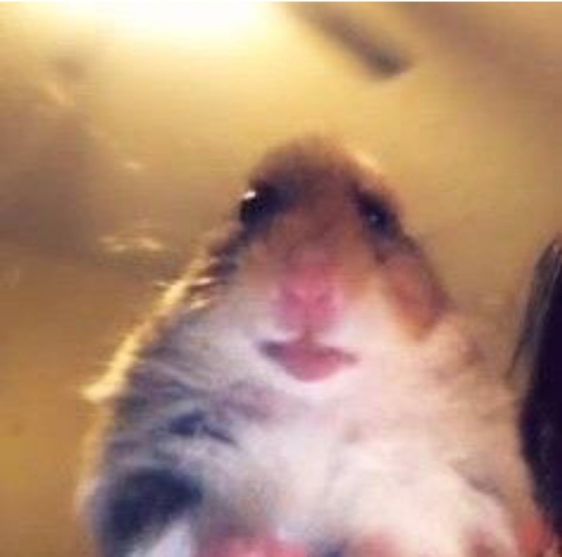 Create meme: hamster , The hamster looks at the camera, The surprised hamster