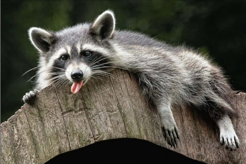 Create meme: raccoon profile, enotik a gargle, evil raccoon a gargle