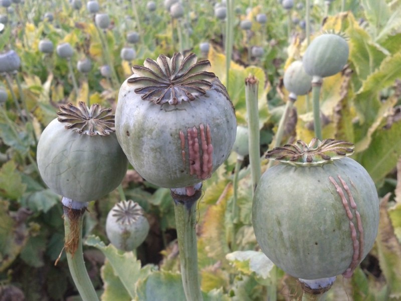 Create meme: opium poppy, opium poppy, opium poppy