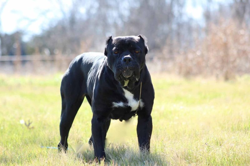 Create meme: breed cane Corso, breed of dogs cane corso, american bandog breed