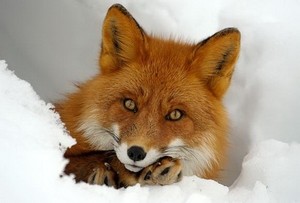 Create meme: fox, chanterelle, Fox