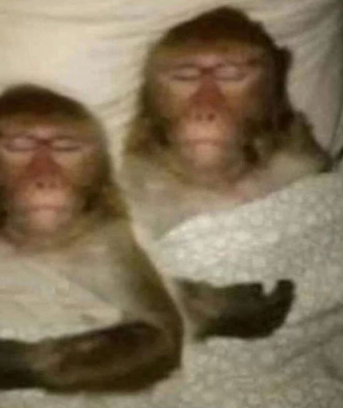 Создать мем: веселая обезьяна, фотография обезьяны, обезьяна смешная