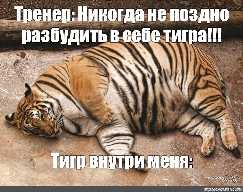 Годы после тигра. Жирный тигр. Тигр Мем. Толстая тигрица. Мой внутренний тигр.