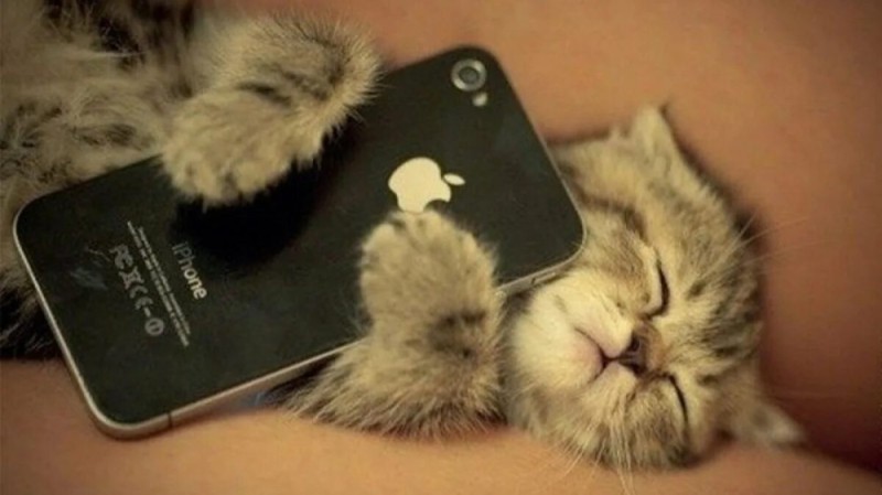 Create meme: a kitten with an iPhone, cat with phone, a kitten with a phone