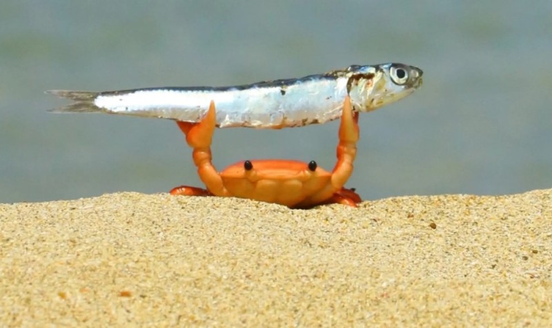 Create meme: a tiny crab grabbed an anchovy, little crab, crab 