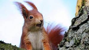 Create meme: red squirrel, protein
