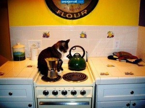 Create meme: at home in the kitchen, cat thief, a cat in the kitchen