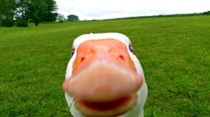 Create meme: goose, stoned a goose, funny photo of geese