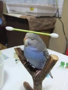 Create meme: thieves parrots funny, funny pics of budgies, budgie