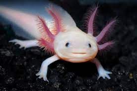 Create meme: the axolotl , axolotl fish, neotenia axolotl