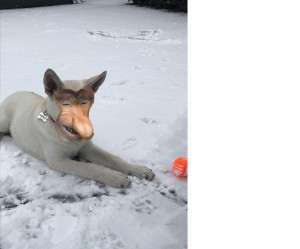 Create meme: dog fortune in the gift, Pharaoh hound photo Kerry, dog waiting for owner pictures