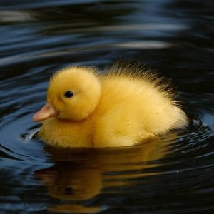 Create meme: ducklings