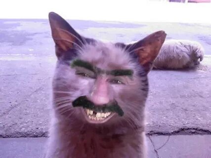 Create meme: cat Georgians , stoned cat, stoned cats