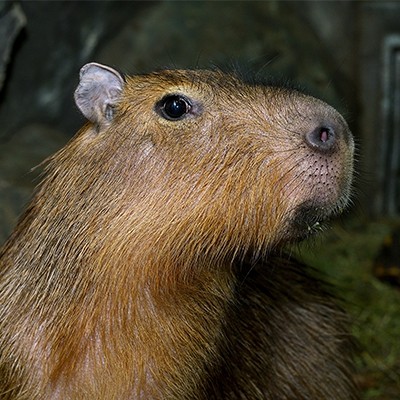 Create meme: funny capybaras, big capybara guinea pig, a pet capybara