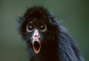 Create meme: monkey, black monkey, monkey surprise