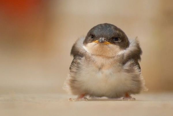 Create meme: swallow chick, the baby bird is a yellow swallow, cute little birds