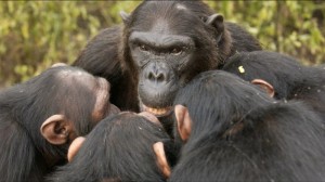 Создать мем: самка шимпанзе, бонобо стая, шимпанзе обыкновенный
