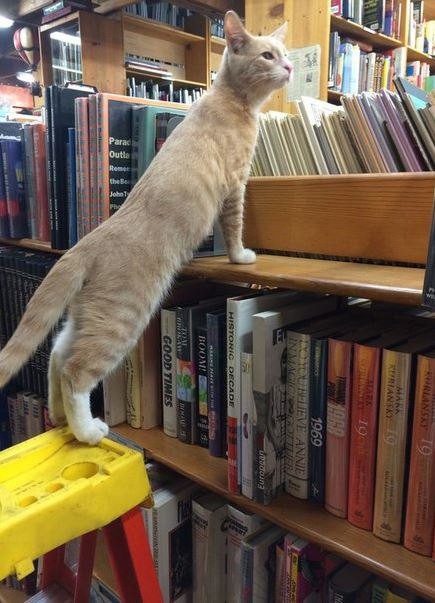 Create meme: cat , the reading cat, the cat in the library