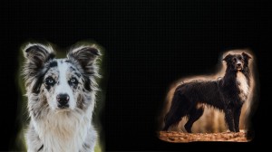 Создать мем: бордер колли блю мерль, собака австралийская овчарка аусси, австралийская овчарка