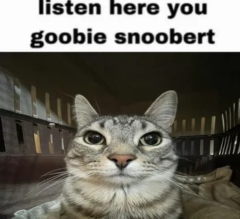Create meme: polite cat, silly cat , cats are funny