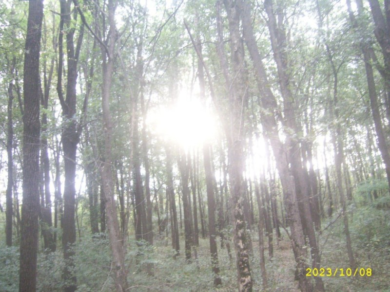 Создать мем: природа, atlantic white cedar swamp trail, бамбуковая роща