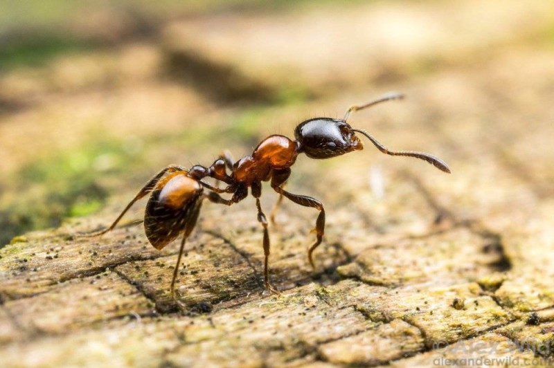 Создать мем: борьба с муравьями, лесные муравьи, древесные муравьи