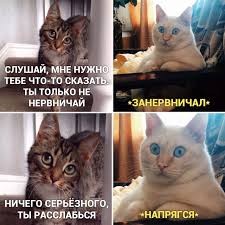 Создать мем: котики, задумчивый кот мем, мемы с надписями
