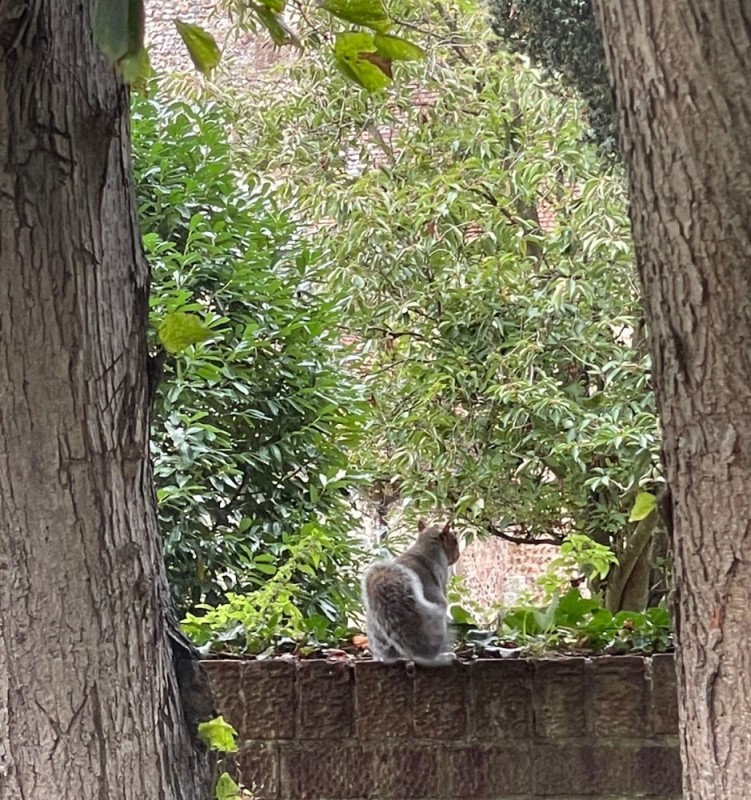 Create meme: nature , koala in australia, animal Koala