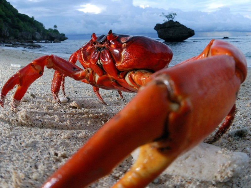 Создать мем: краб в море, красный краб таиланд, морской краб