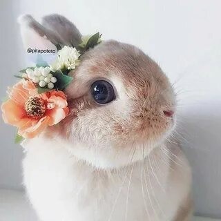 Create meme: cute Bunny, beautiful rabbits, rabbit cute