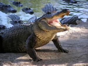 Create meme: crocodiles alligators USA pictures, pictures alligator and crocodile, pictures of crocodiles and alligators