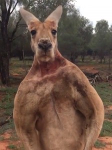 Create meme: kangaroo funny neck, kangaroo, inflated kangaroo vs human