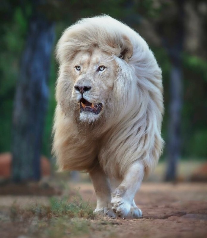 Create meme: white lion, Leo , albino animals lions