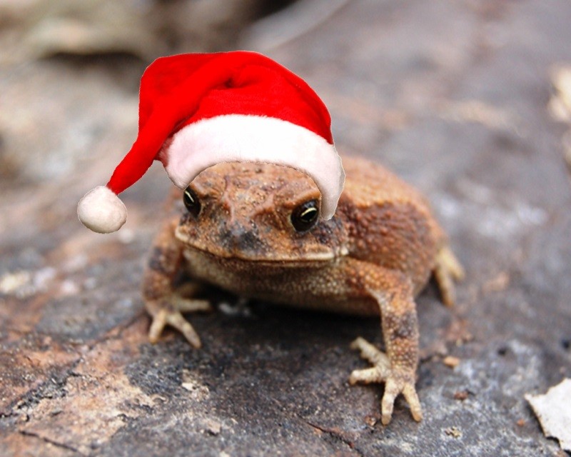 Create meme: New Year's toad, a lizard in a Christmas hat, New Year's frog