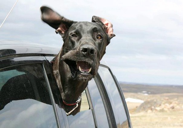 Создать мем: собаки улыбаки, смешная собака, в машине