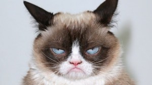 Создать мем: самый недовольный кот, сердитая кошка порода, грампи кэт