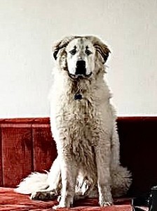 Создать мем: среднеазиатская овчарка алабай, акбаш американский собака, собака в